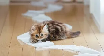 Як відучити кота гадити де попало корисні поради