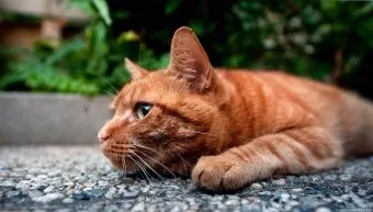 Як відучити кота гадити де попало корисні поради