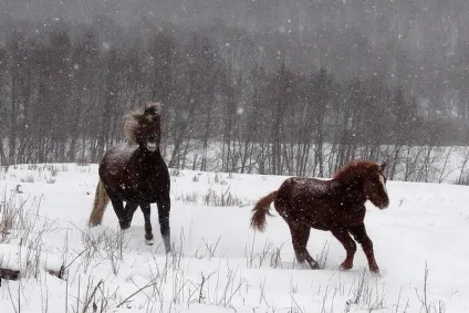Як переїхати жити в село (село) Як переїхати жити в село