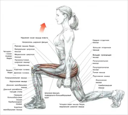 Як підтягнути сідниці вдома і в тренажерному залі 10 вправ - fitness guide