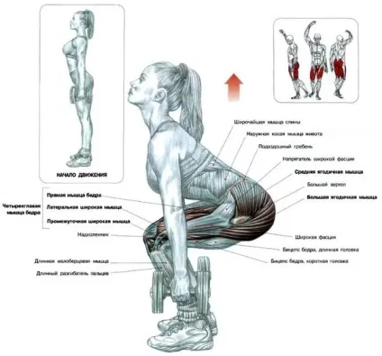 Як підтягнути сідниці вдома і в тренажерному залі 10 вправ - fitness guide