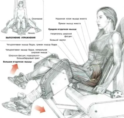 Як підтягнути сідниці вдома і в тренажерному залі 10 вправ - fitness guide