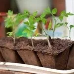 Як покроково зробити сніговика з пластикових стаканчиків (покроково) Як покроково зробити сніговика з пластикових стаканчиків