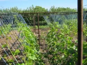 Як правильно підв'язати виноград навесні для початківців на дачі (навесні) Як правильно підв'язати виноград навесні для початківців на дачі