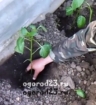 Як посадити розсаду перцю