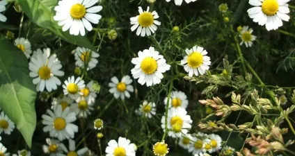 Як підвищити гемоглобін в крові швидко в домашніх умовах (симптоми) Як підвищити гемоглобін в крові швидко в домашніх умовах