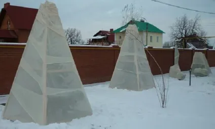 Як правильно посадити або пересадити ялину на ділянці (посадити пересадити ділянці) Як правильно посадити або пересадити ялину на ділянці