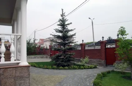 Як правильно посадити або пересадити ялину на ділянці (ділянці) Як правильно посадити або пересадити ялину на ділянці