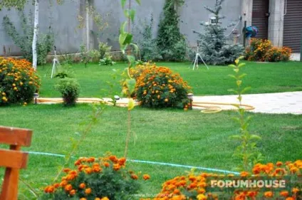 Як посадити квіти на газоні (сад) Як посадити квіти на газоні