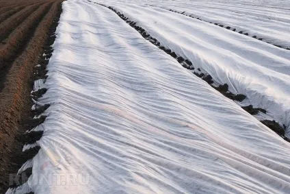 Як отримати ранній урожай картоплі (урожай) Як отримати ранній урожай картоплі