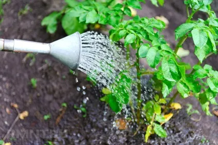 Як отримати ранній урожай картоплі (урожай) Як отримати ранній урожай картоплі