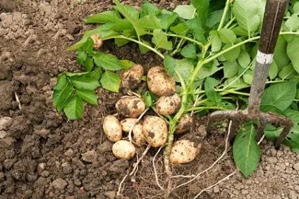 Як отримати ранній урожай картоплі (картоплі) Як отримати ранній урожай картоплі