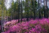 Як правильно доглядати за багном (доглядати) Як правильно доглядати за багном
