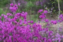 Як правильно доглядати за багном (доглядати) Як правильно доглядати за багном