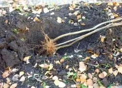 Як прикопати саджанці на зиму (прикопати саджанці зиму) Як прикопати саджанці на зиму