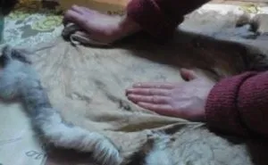 Як відбувається якісна вичинка шкур кролика в домашніх умовах (кролика) Як відбувається якісна вичинка шкур кролика в домашніх умовах