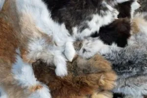Як відбувається якісна вичинка шкур кролика в домашніх умовах (шкур) Як відбувається якісна вичинка шкур кролика в домашніх умовах