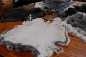 Як відбувається якісна вичинка шкур кролика в домашніх умовах (вироблення) Як відбувається якісна вичинка шкур кролика в домашніх умовах