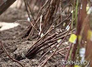 Як прикопати саджанці плодових дерев на зиму (саджанці) Як прикопати саджанці плодових дерев на зиму