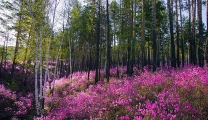 Як правильно доглядати за багном (доглядати) Як правильно доглядати за багном