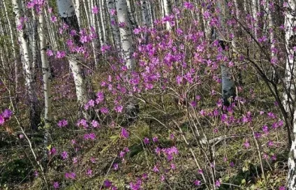 Як правильно доглядати за багном (багном) Як правильно доглядати за багном