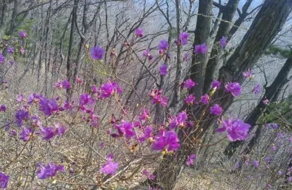 Як правильно доглядати за багном (багном) Як правильно доглядати за багном