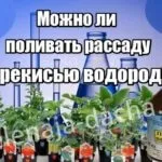 Як розвести вапно для побілки дерев, заможна село (вапно) Як розвести вапно для побілки дерев, заможна село