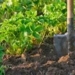 Як розвести вапно для побілки дерев, заможна село (дерев) Як розвести вапно для побілки дерев, заможна село