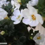 Як проходить сучасне сватання (сватання боку нареченого) Як проходить сучасне сватання