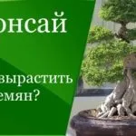 Як розвести вапно для побілки дерев, заможна село (розвести) Як розвести вапно для побілки дерев, заможна село