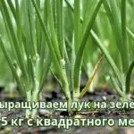 Як розвести вапно для побілки дерев, заможна село (вапно побілки дерев) Як розвести вапно для побілки дерев, заможна село