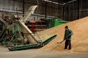 Як проходить збирання зернових культур, технології вирощування (зернових) Як проходить збирання зернових культур, технології вирощування