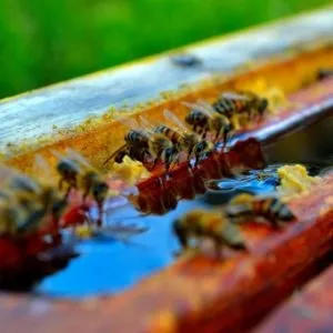 Як самому приготувати сироп для бджіл і яким чином його застосовувати (приготувати) Як самому приготувати сироп для бджіл і яким чином його застосовувати