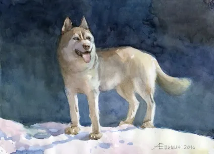 Як малювати собаку сибірський хаскі (сибірський) Як малювати собаку сибірський хаскі