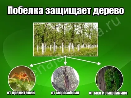 Як розвести вапно для побілки дерев, заможна село (вапно) Як розвести вапно для побілки дерев, заможна село
