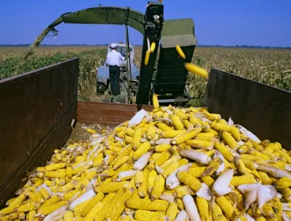Як проходить збирання зернових культур, технології вирощування (прибирання) Як проходить збирання зернових культур, технології вирощування