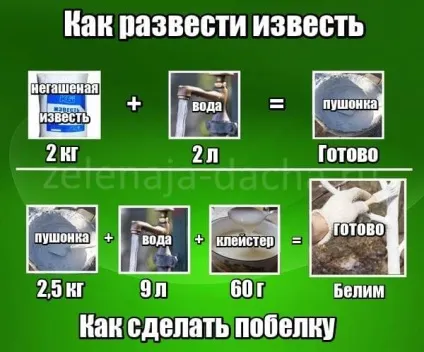 Як розвести вапно для побілки дерев, заможна село (побілки) Як розвести вапно для побілки дерев, заможна село