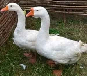 Гусячий пух, що це шістсот рад