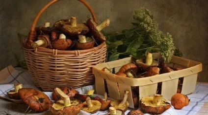 Гриби на дачі цілком здійсненно (новини) Гриби на дачі цілком здійсненно