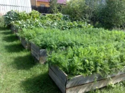 Грядки на дачі, оформляємо красиво своїми руками, фото
