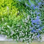 Як створити чудовий дикий сад 5 секретів модної ідеї 50 докладних фото (ідеї) Як створити чудовий дикий сад 5 секретів модної ідеї 50 докладних фото