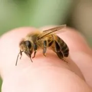 Як зробити воскопресс своїми руками огляд і відео (зробити воскопресс своїми) Як зробити воскопресс своїми руками огляд і відео