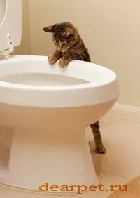 Як прибирати котячий туалет (котячий) Як прибирати котячий туалет
