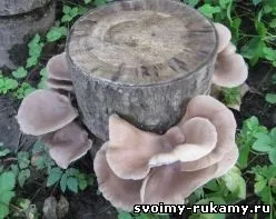 Як видалити пень своїми руками - 19 серпня 2014 року - будинок і ділянку своїми руками (2014 року) Як видалити пень своїми руками - 19 серпня 2014 року - будинок і ділянку своїми руками