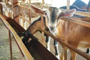 Як доглядати за козою в домашніх умовах перед і після окоту (козою) Як доглядати за козою в домашніх умовах перед і після окоту