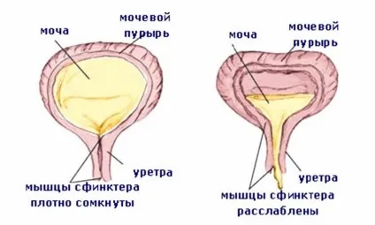 Як зміцнити сечовий міхур - харчування, комплекс вправ (зміцнити) Як зміцнити сечовий міхур - харчування, комплекс вправ