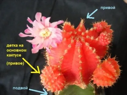 Як доглядати за гимнокалициума, гимнокалициума
