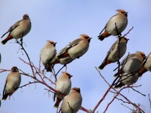 Як виглядає лісова птах сойка (невеликі відстані пошуках) Як виглядає лісова птах сойка