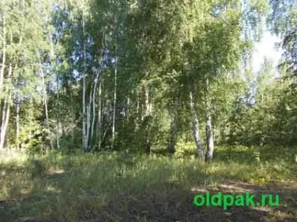 Як вибрати гриби при покупці на ринку (вибрати) Як вибрати гриби при покупці на ринку