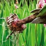 Як вирощувати гладіолуси